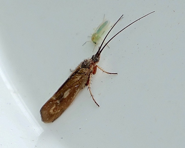 caddis fly